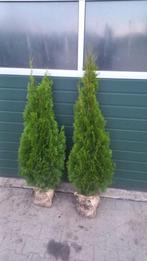 Thuja smaragd, Tuin en Terras, Planten | Struiken en Hagen, Ophalen of Verzenden, Conifeer, 100 tot 250 cm