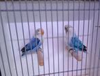 Fischerie's blauw, Dieren en Toebehoren, Vogels | Parkieten en Papegaaien, Meerdere dieren, Parkiet, Geringd