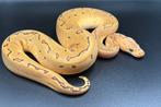 1.0 Pinstripe Clown het Hypo ball python regius te koop, Dieren en Toebehoren, Slang, Tam, 0 tot 2 jaar