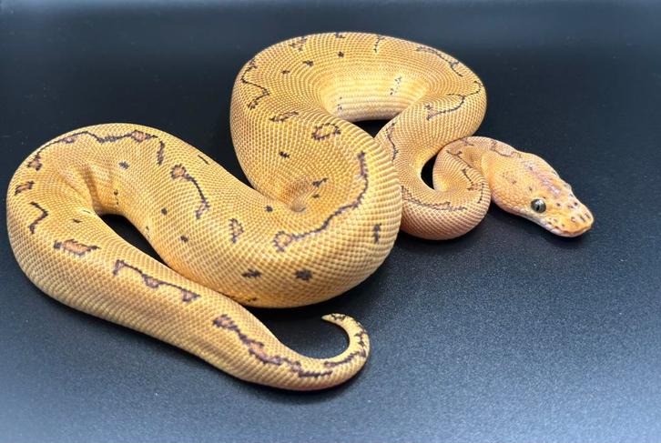 1.0 Pinstripe Clown het Hypo ball python regius te koop Ball Python - male for sale from Kevin