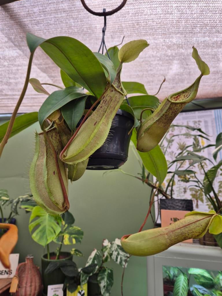 Nepenthes Alata Louisa p14 (1)