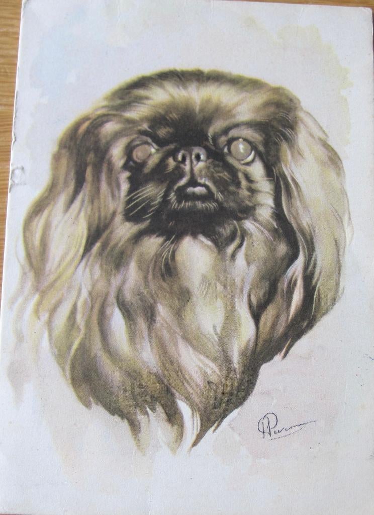 Getekende pekinees op ansichtkaart - 1960, Verzenden, 1940 tot 1960, Gelopen, Hond of Kat