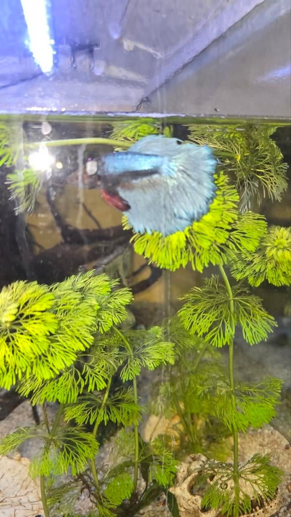 Prachtig kempvis beta te koop unieke kleur, Dieren en Toebehoren, Vis