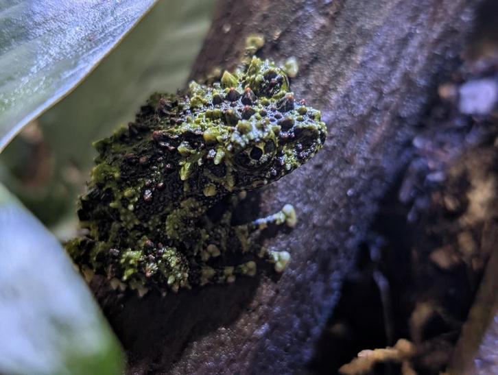 Dendrobates, Phyllobates en meer! Frog - unknown for sale from NKexotics