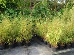 BAMBOE FARGESIA RUFA *NIET WOEKEREND* v.a. € 8,95, Ophalen, Bamboe, Struik, 100 tot 250 cm