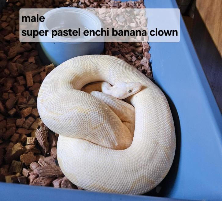 Python reguis, Dieren en Toebehoren, Reptielen en Amfibieën, Slang, 3 tot 6 jaar