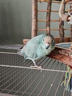 Kakariki man 2023, Dieren en Toebehoren, Vogels | Parkieten en Papegaaien, Mannelijk, Parkiet, Geringd