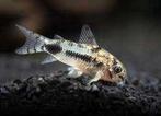 corydoras habrosus €3,50, Vis, Zoetwatervis