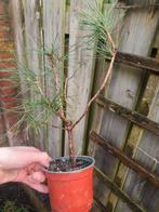 Zwarte Den Pre Bonsai, Bloeit niet, Halfschaduw, Minder dan 100 cm, Overige soorten