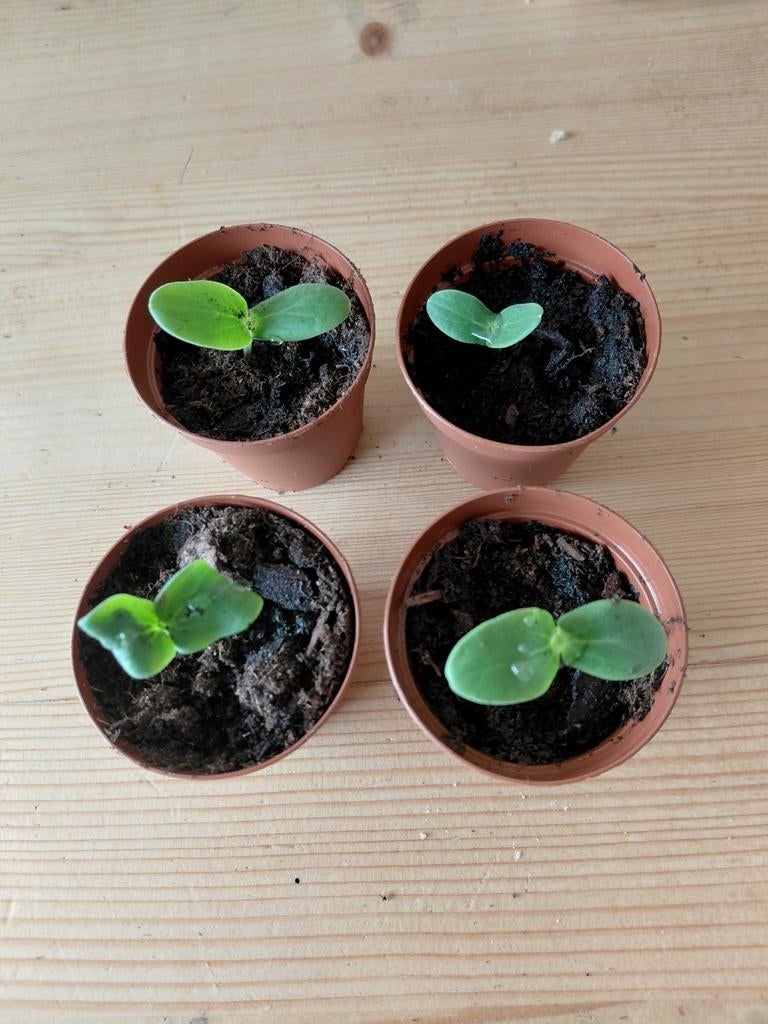 Komkommer plantjes., Tuin en Terras, Planten | Tuinplanten, Ophalen, Eenjarig, Groenteplanten, Volle zon