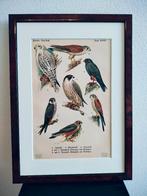 Litho Floericke Valk Giervalk Boomvalk Torenvalk 1922, Ophalen of Verzenden