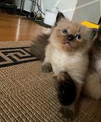 ragdoll  bruine katertje 😻, Meerdere dieren, Gechipt, 0 tot 2 jaar