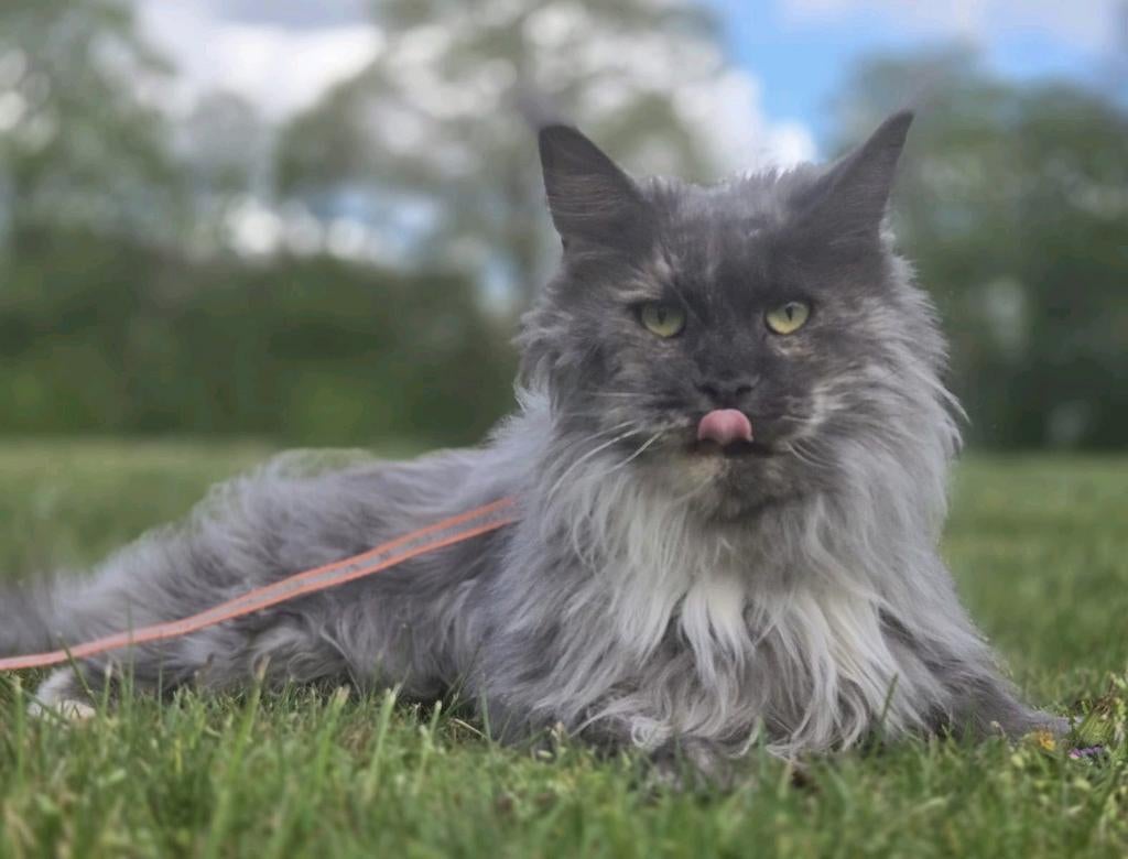 2 Maine coon poezen met stamboom, Poes, Met stamboom, 3 tot 5 jaar
