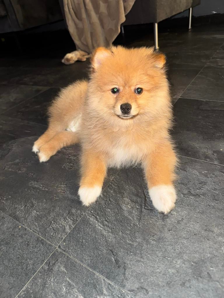 Pomeriaan Reu, 15 weken tot 1 jaar, Reu, CDV (hondenziekte), Eén hond