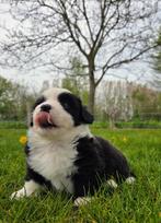 Welsh Corgi cardigan pups zwart wit brindle pointed, Parvo, Overige rassen, 8 tot 15 weken, Meerdere