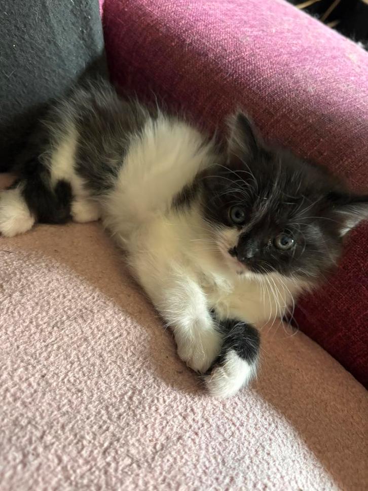 Te koop 1 poes 1 kat en 2 kittens lees goed !!!!!, Dieren en Toebehoren, Katten en Kittens | Raskatten | Langhaar, Meerdere dieren
