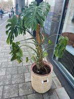Grote plant, Monstera, Tuin en Terras, Volle zon, Vaste plant, Bloeit niet, Ophalen