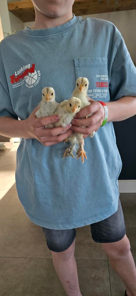 Brahma isabel kuikens, Geslacht onbekend, Kip