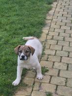 Pups 4 maanden oud, Particulier, 15 weken tot 1 jaar, Buitenland, Parvo