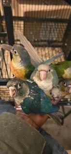 groenwangparkiet (Pyrrhura molinae ), Vrouwelijk, Parkiet, Tam