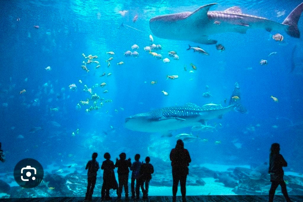 Opzoek naar aquarium (klein) ter overname, Dieren en Toebehoren, Ophalen, Zo goed als nieuw, Gevuld zoetwateraquarium