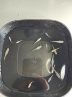 Medaka mix  (15 stuks), Dieren en Toebehoren, Vissen | Aquariumvissen, Vis