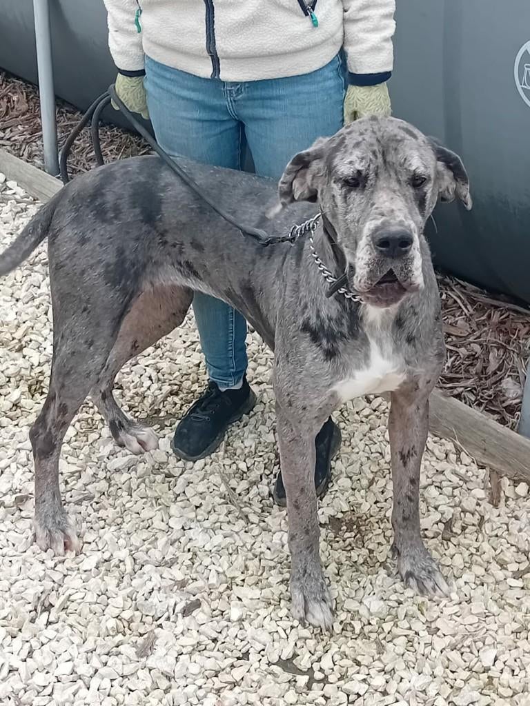 Deens dog ( grijs getijgerd ), Dieren en Toebehoren, Parvo, 1 tot 2 jaar, Teef, Bulldog