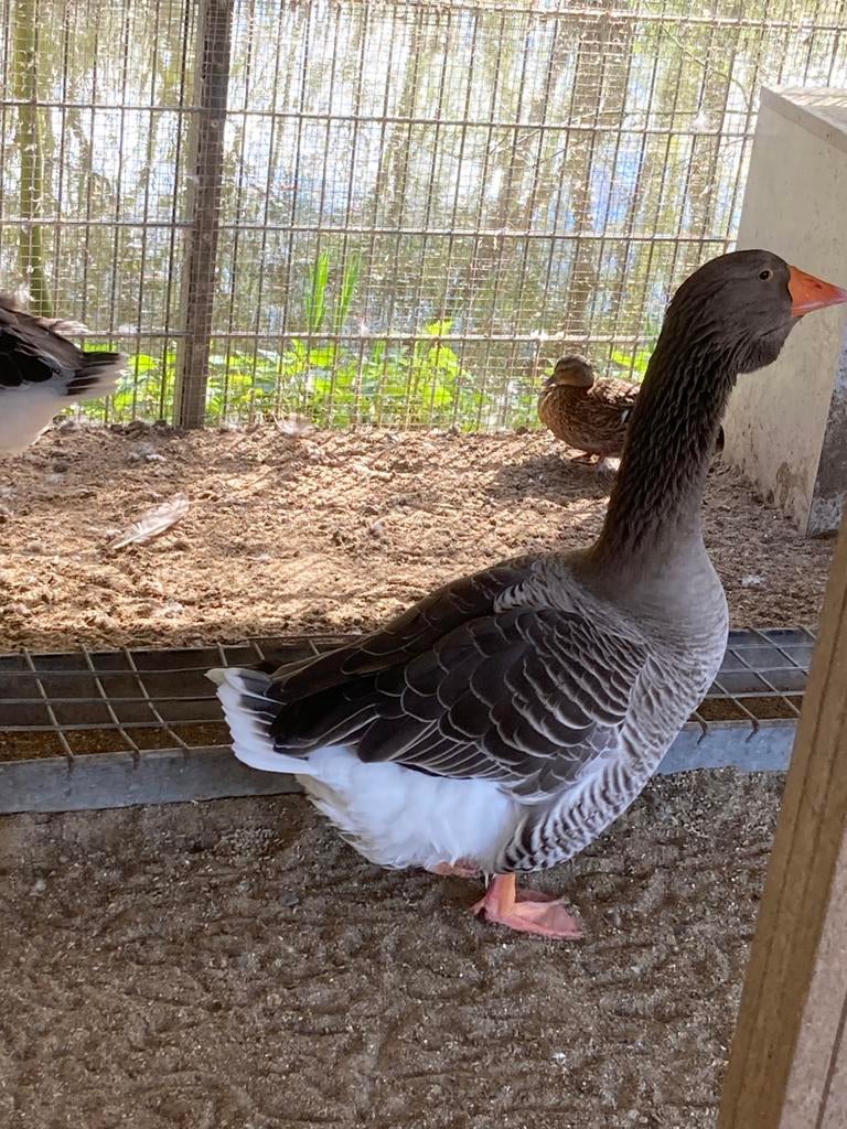 Broedeieren Toulouse ganzen, Dieren en Toebehoren, Pluimvee, Geslacht onbekend, Gans of Zwaan