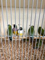 9 koppels Gouldamadine, Meerdere dieren