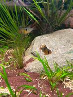 Kweekkoppel ramirezi antennebaars, Dieren en Toebehoren, Vis