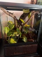 Jonge wimpergekko inclusief terrarium, Ophalen, Zo goed als nieuw