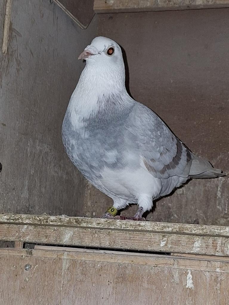 Meerdere postduiven. 5x, Dieren en Toebehoren, Vogels | Duiven, Meerdere dieren, Postduif