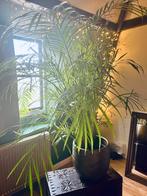 Grote Areca Goud Palm, inclusief luxe pot! Blikvanger plant, Ophalen, 200 cm of meer, Palm, Halfschaduw