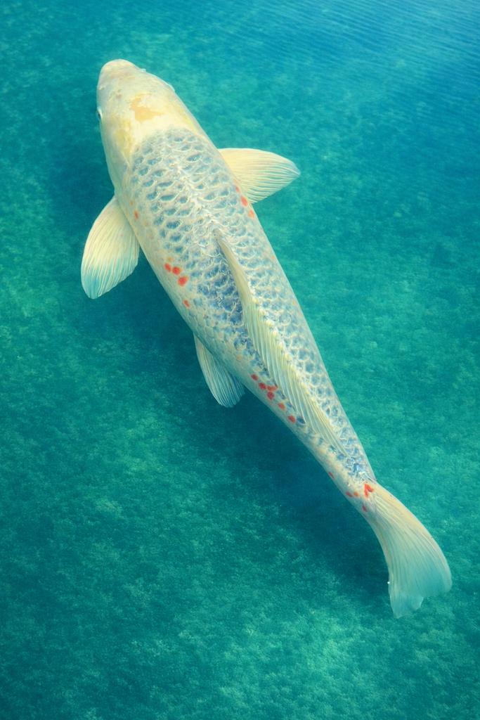 Koi Gin Matsuba 60 cm, Dieren en Toebehoren, Karper of Koi