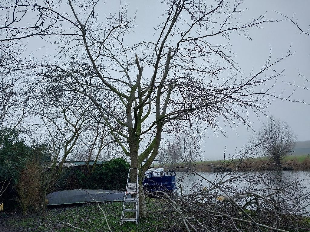 Ratelpopulier boom brandhout, Minder dan 3 m³, Ophalen, Overige houtsoorten, Stammen