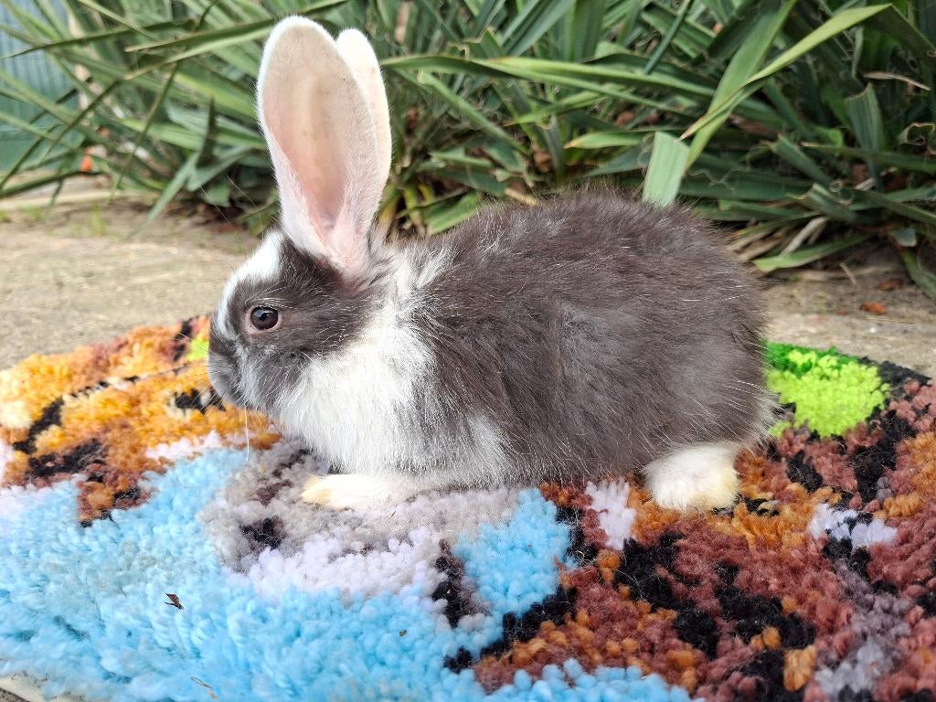 Duitse Reus, Dieren en Toebehoren, Konijnen, Vrouwelijk, Groot