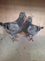 Jonge Koopman duiven, Meerdere dieren, Postduif