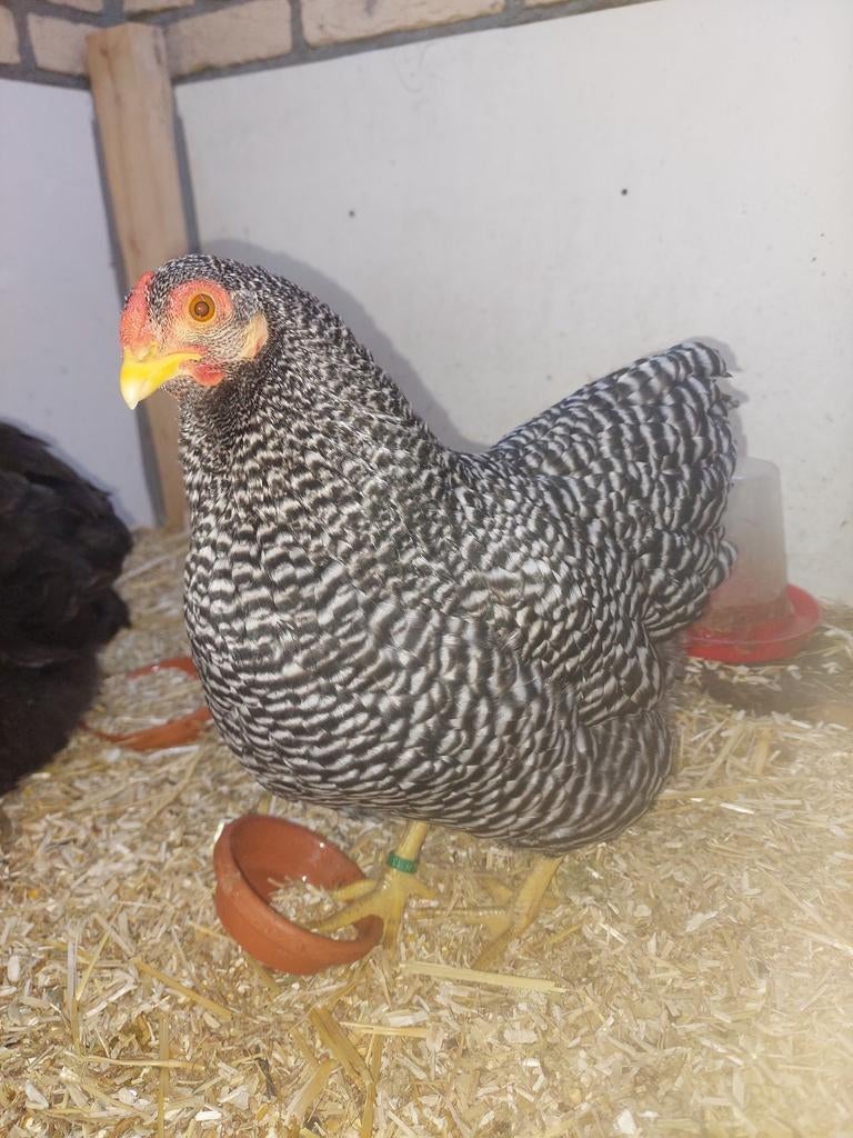 2 handtamme kippen, Vrouwelijk, Kip