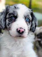 Australian shepherd x Heidewachtel pups, 8 tot 15 weken, Parvo, Meerdere, Meerdere dieren