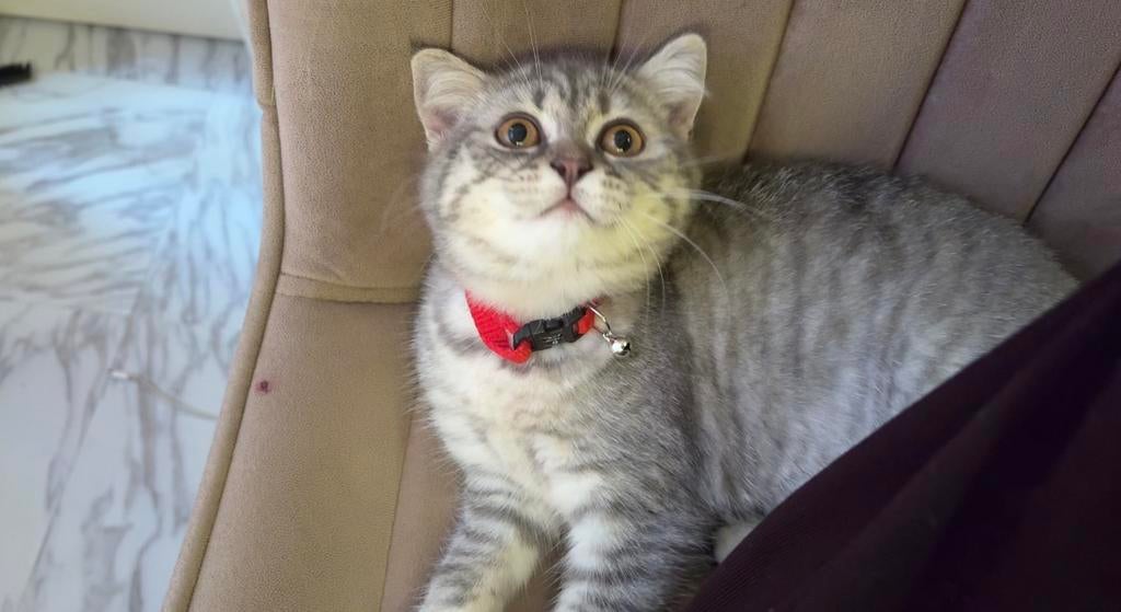 Britse korthaar inclusief spullen, Dieren en Toebehoren, Katten en Kittens | Raskatten | Korthaar, Kater, Ingeënt