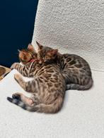 Bengaalse kittens, Meerdere dieren, Met stamboom, 0 tot 2 jaar