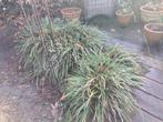 Diverse siergrassen en 2 mooie stamheesters, Tuin en Terras, Ophalen, Vaste plant, Siergrassen