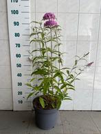 Vlinderstruik Pink Delight, Tuin en Terras, Planten | Tuinplanten, Volle zon, Vaste plant, Zomer, Ophalen