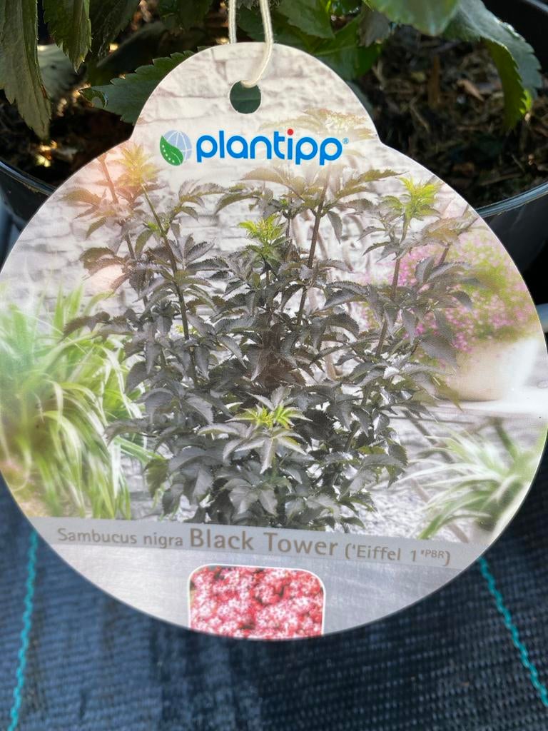 Sambucus nigra 'Black Tower' (Vlier), Volle zon, Vaste plant, Zomer, Ophalen