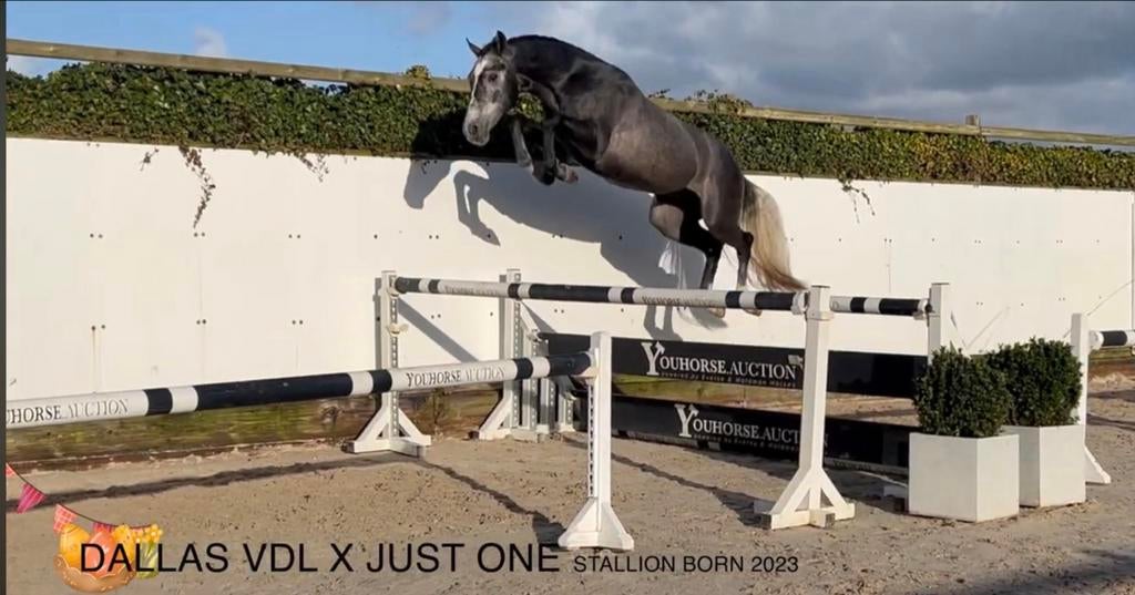 Prachtige 3 jarige hengst, Dieren en Toebehoren