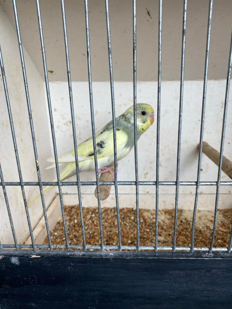 Jonge grasparkiet, Dieren en Toebehoren, Vogels | Parkieten en Papegaaien, Geslacht onbekend, Parkiet, Tam