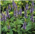 Drop plant, Tuin en Terras, Planten | Tuinplanten, Ophalen, Overige soorten, Volle zon