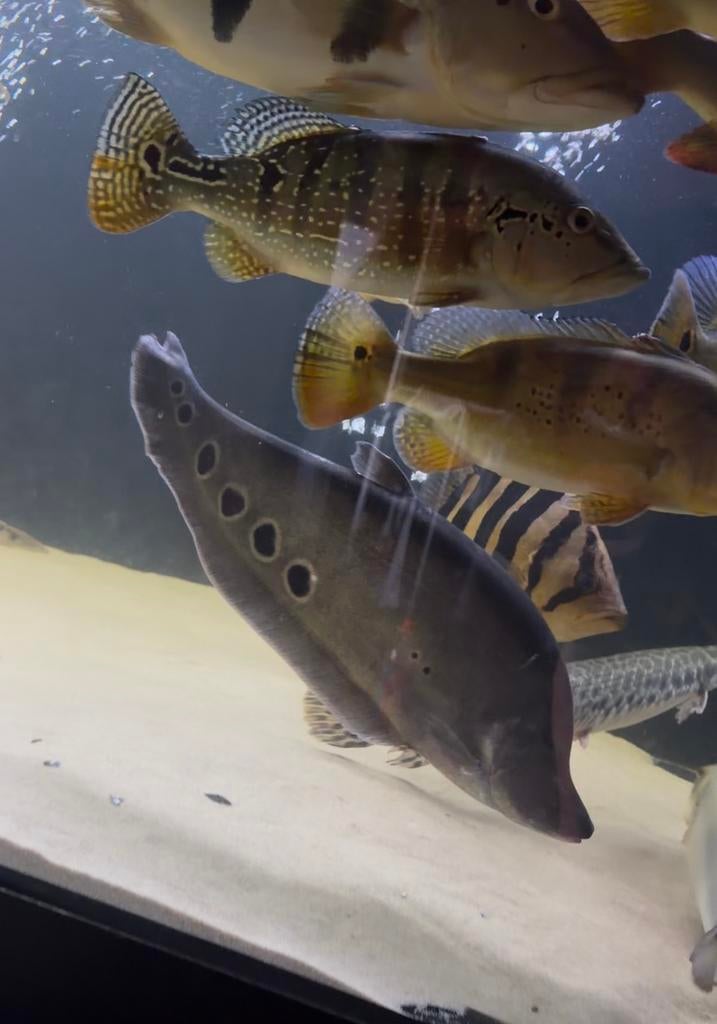 Clown knife fish, Vis