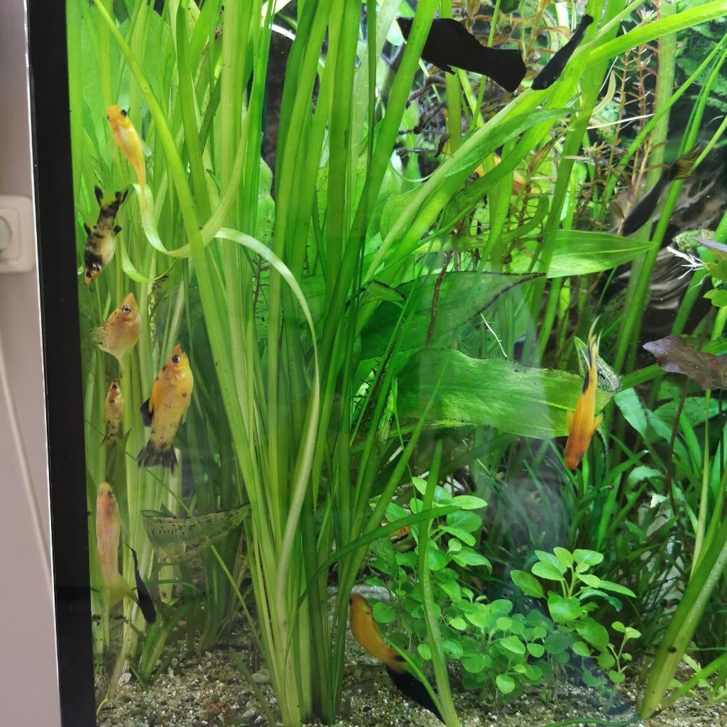 Verse aquariumplanten (regelmatig te koop), Ophalen, Nieuw, Plant(en), Steen of Hout