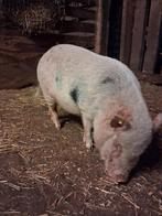 Super sociaal mini varken, Dieren en Toebehoren, Mannelijk, Varken, 0 tot 2 jaar